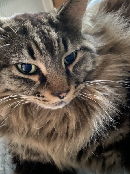 Thread 36.1 Covid Cohort , The Night Before Results Distraction Thread