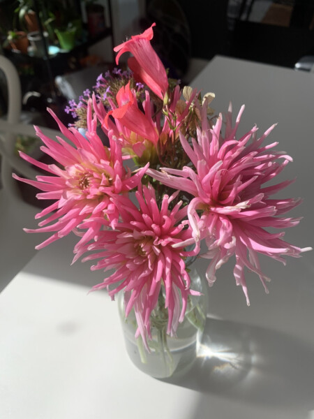 Who’s growing Dahlias this year