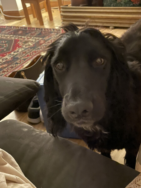 To call the vet tonight?