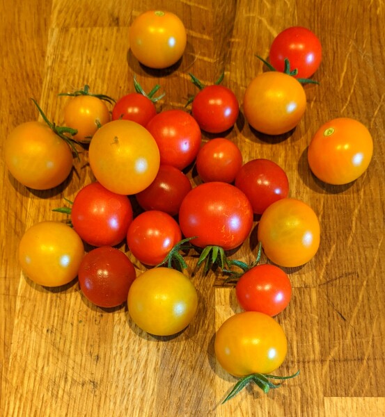 The Vegetable Patch