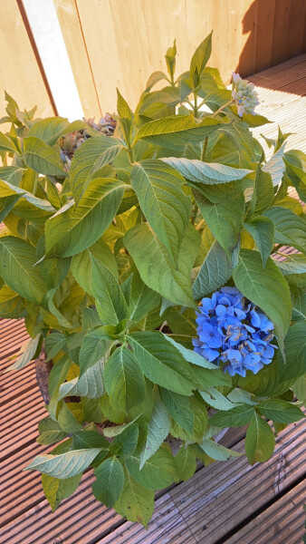 Why have my hydrangea leaves changed?