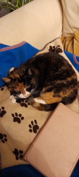 My cat was killed today
