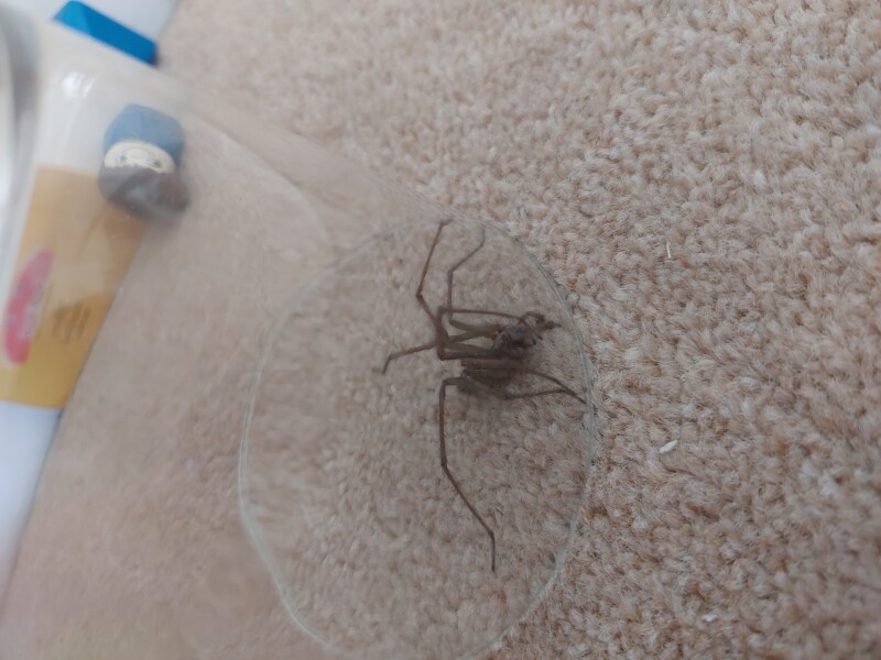 Wtaf is this spider?