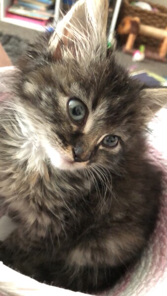Can any one tell me what breed my kitten might be?