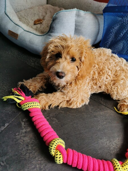 Puppy Survival Thread: Surviving into Summer 2022