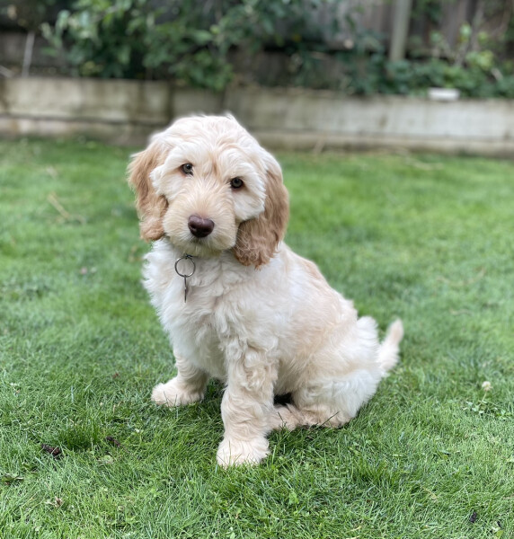 Puppy Survival Thread: muddy footprints into Spring 2022