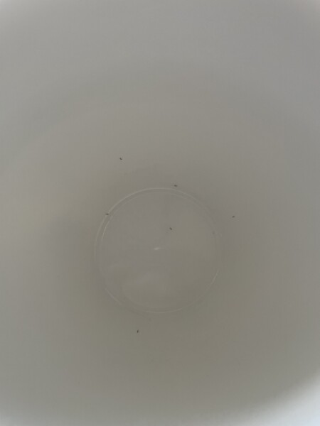 What are these things in our mugs?