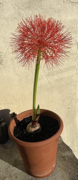 Has anyone grown a Scadoxus multiflorus (blood lily)?