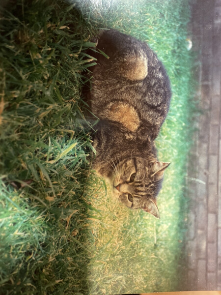 Just for the love of Tabby Cats- not enough tabby love