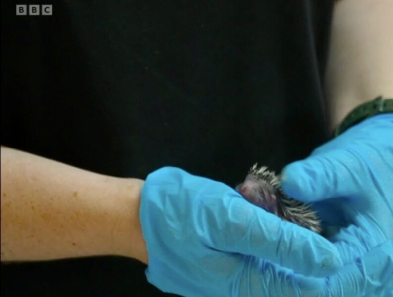 To ask you to please help hedgehogs and other wildlife prepare for winter