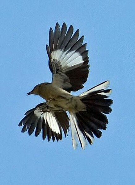 can anyone identify this strange bird