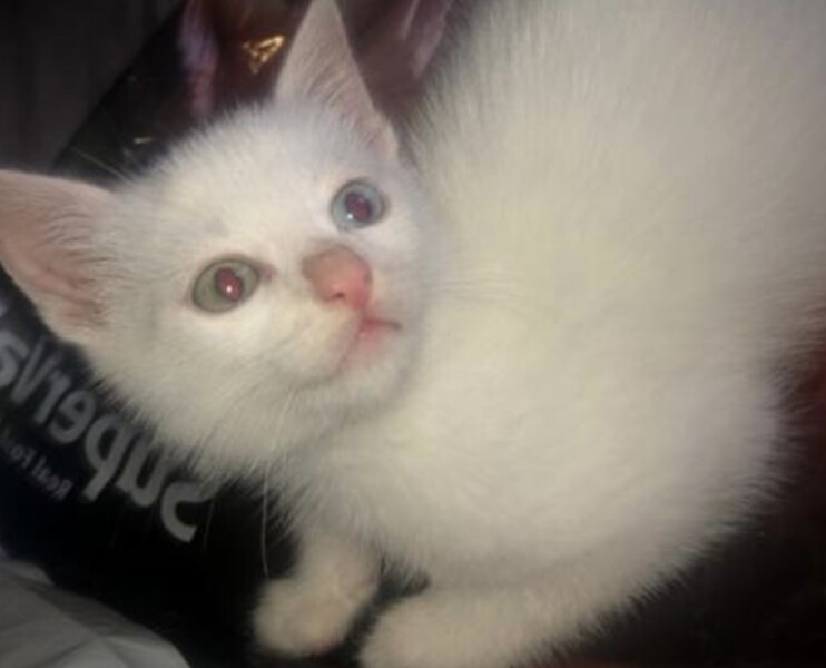 Heterochromia (odd-eyed) kitten