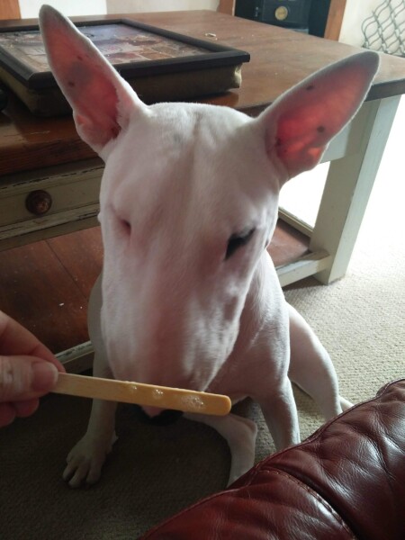 What’s with all these dog attacks?