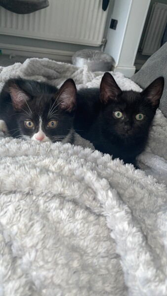 New kitten advice & recommendations