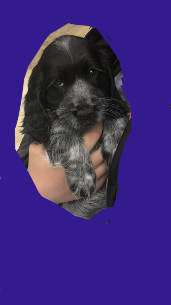 What is this puppy’s name?
