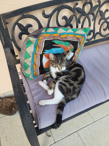 Just for the love of Tabby Cats- not enough tabby love