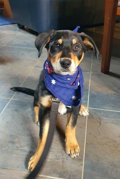Puppy Survival Thread: Surviving into Summer 2022