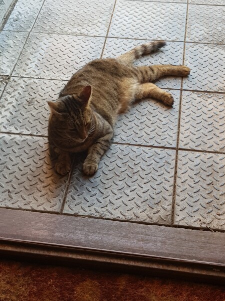 Thug cat part 4.  After all, it's not my Axminster.