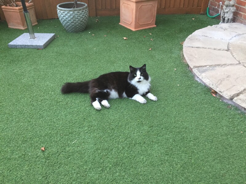 Can I make ice cream from shrews?