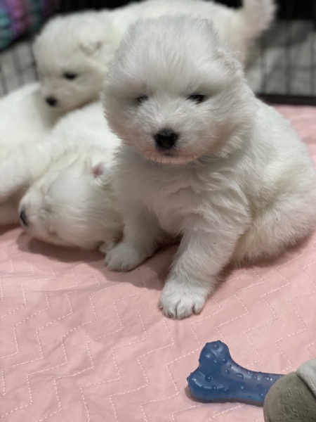 Puppy Survival Thread: Surviving into Summer 2022
