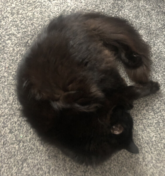 I've not been feeding my cat enough