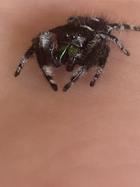 A spider thread upon request of Artemis the Jumping spider 
