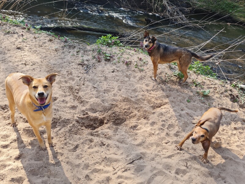 To not understand why people adopt feral dogs from Eastern Europe? 