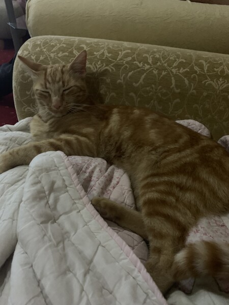 Is everyone else’s cat being a dick about coming in at night right now? 