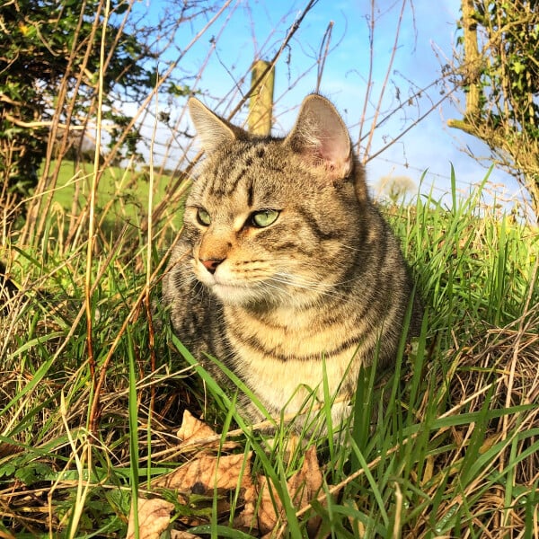 Just for the love of Tabby Cats- not enough tabby love