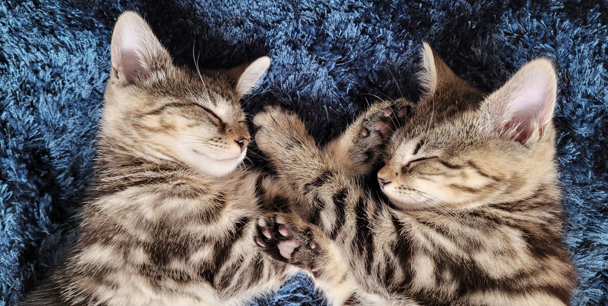 Just for the love of Tabby Cats- not enough tabby love