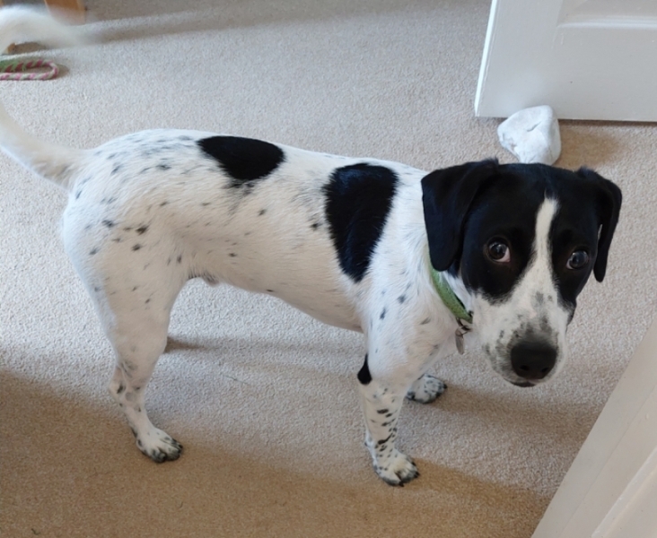 Guess my breeds?