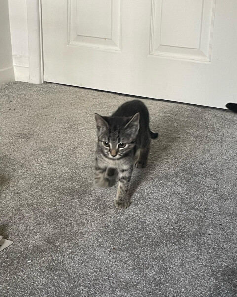 Just for the love of Tabby Cats- not enough tabby love