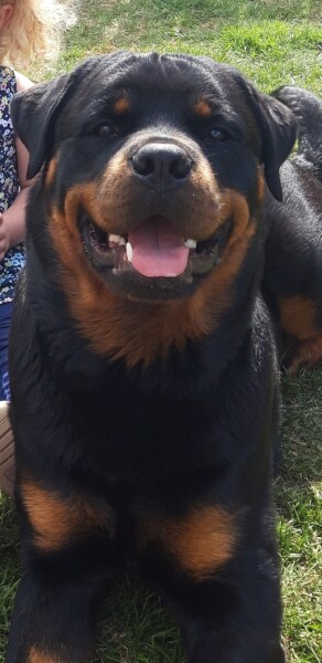 Would you get a Rottweiler?