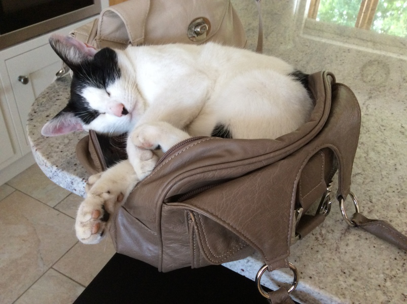 What unexpected thing have you found in your handbag?