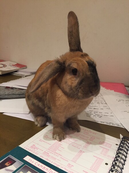 Thread 36.1 Covid Cohort , The Night Before Results Distraction Thread