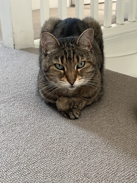 Just for the love of Tabby Cats- not enough tabby love