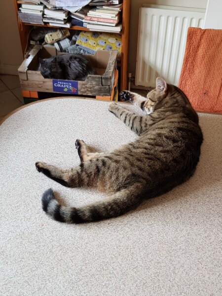 Thug cat part 4.  After all, it's not my Axminster.