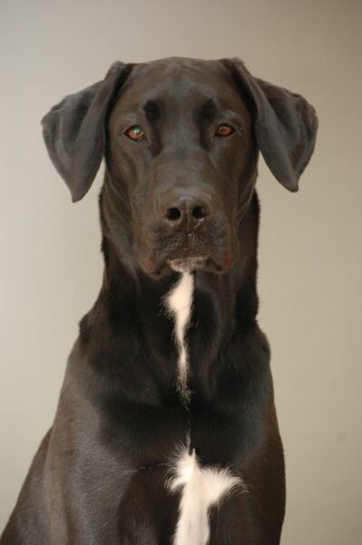 What sort of dog is this (pic)