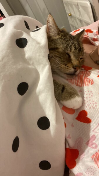 Just for the love of Tabby Cats- not enough tabby love