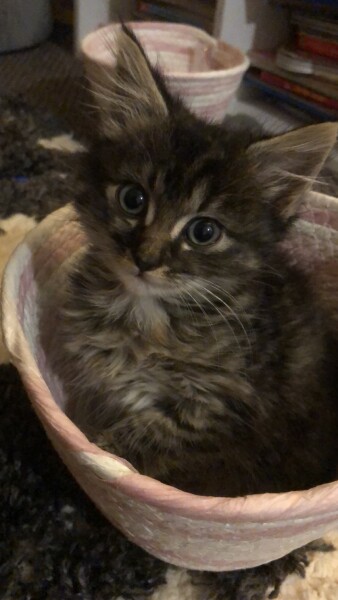 Can any one tell me what breed my kitten might be?