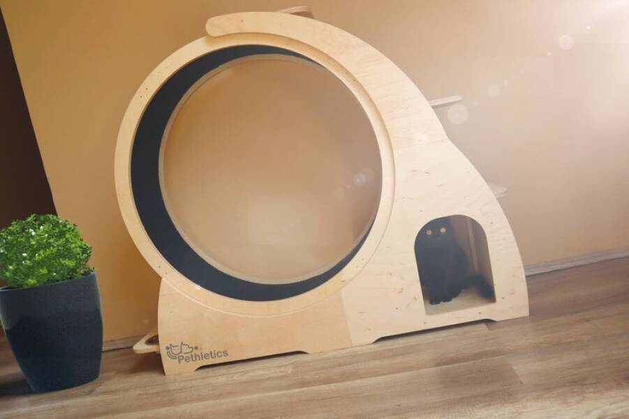 Has anyone got a cat treadmill?