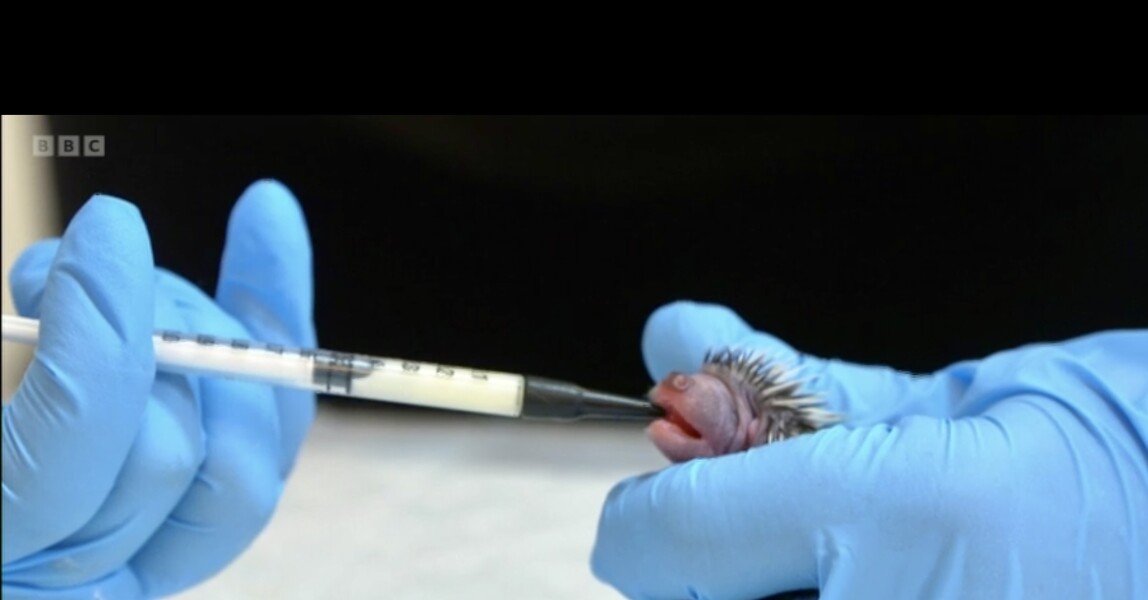 To ask you to please help hedgehogs and other wildlife prepare for winter