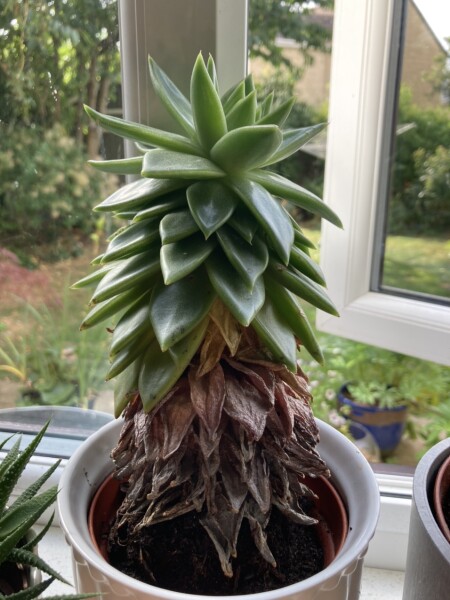 Long tall succulent