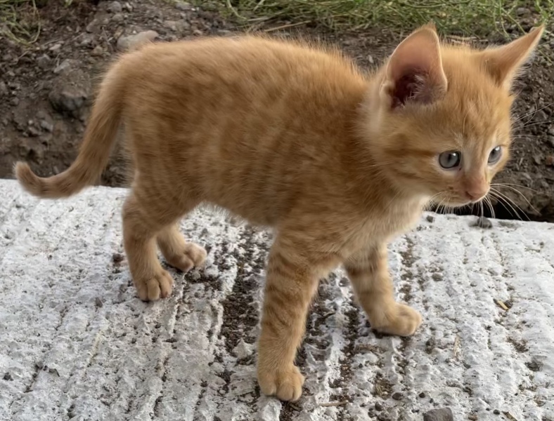 When can kittens be rehomed - age? 