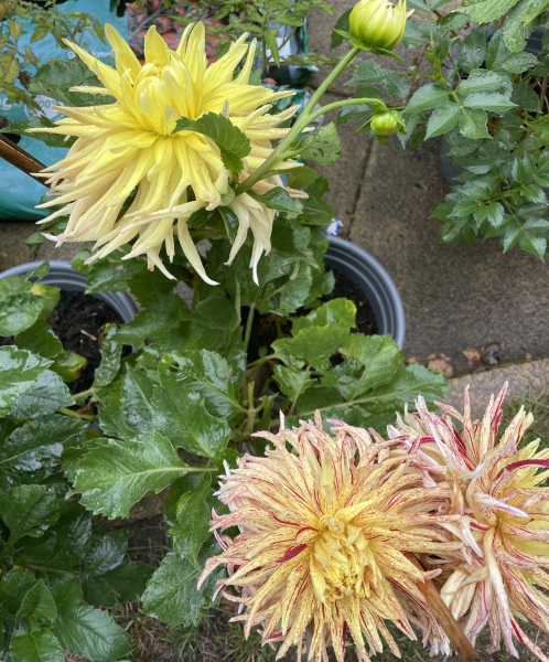Who’s growing Dahlias this year