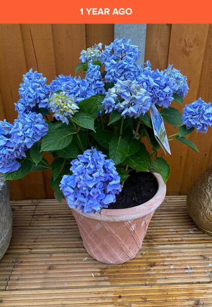 Why have my hydrangea leaves changed?