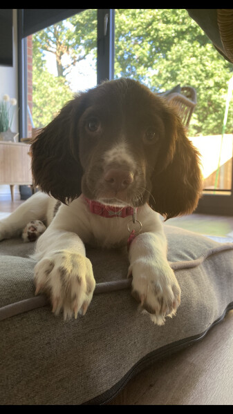 Puppy Survival Thread: Surviving into Summer 2022