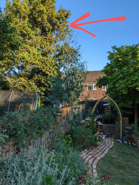 *PICS* Complete novice with a blank slate garden