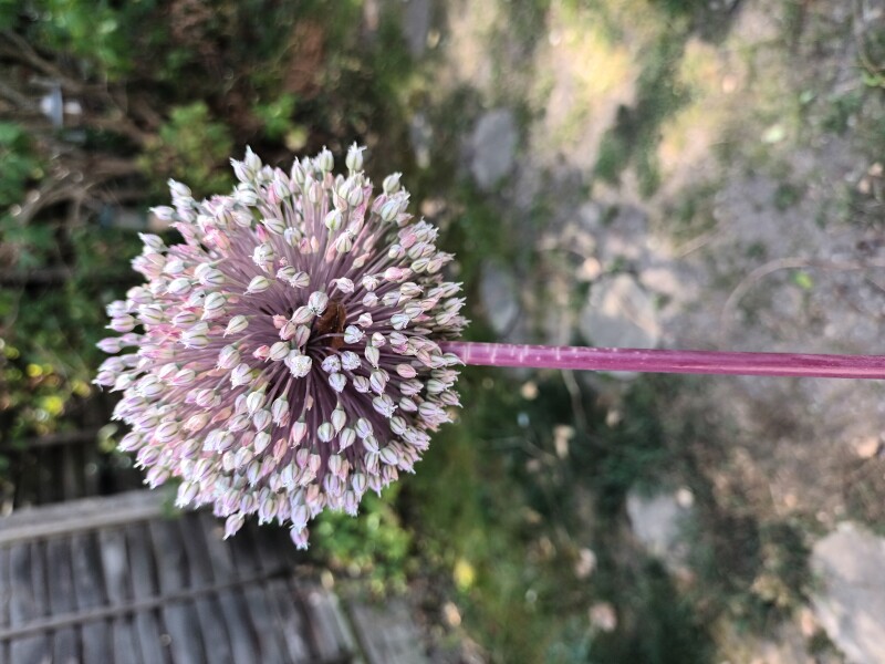 Anyone know what this is?