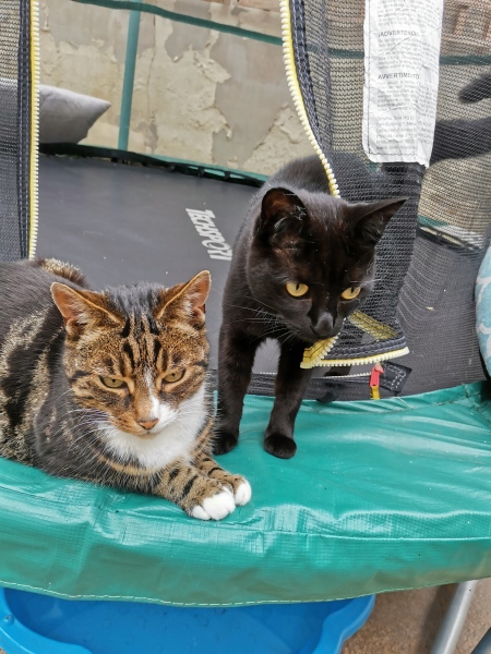 Can a cat have MH issues? TW